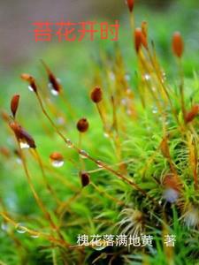苔花图片唯美高清